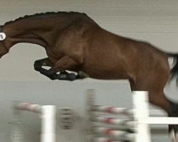 broodmare Canta blanca (Oldenburg show jumper, 2011, from Cantoblanco)