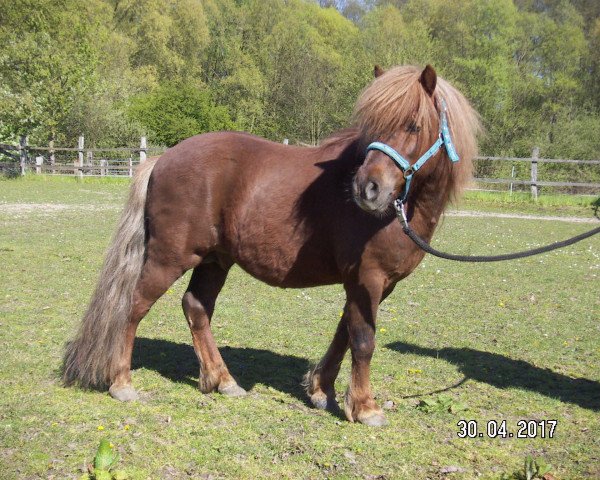 Deckhengst Alquin van't Heut (Shetland Pony, 2007, von Thijmen van Stal Polderzicht)