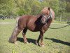 Deckhengst Alquin van't Heut (Shetland Pony, 2007, von Thijmen van Stal Polderzicht)