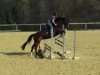 dressage horse Lazy Sunday (Holsteiner, 2011, from Lieber Boy)