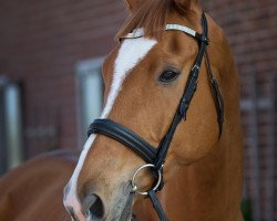 dressage horse Franz Ferdinand 23 (Hanoverian, 2011, from Feuerspiel)