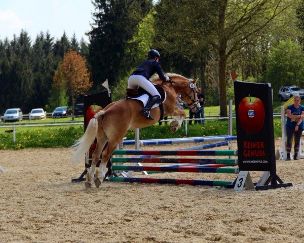 dressage horse Warino (Haflinger, 2010, from Weltwind)