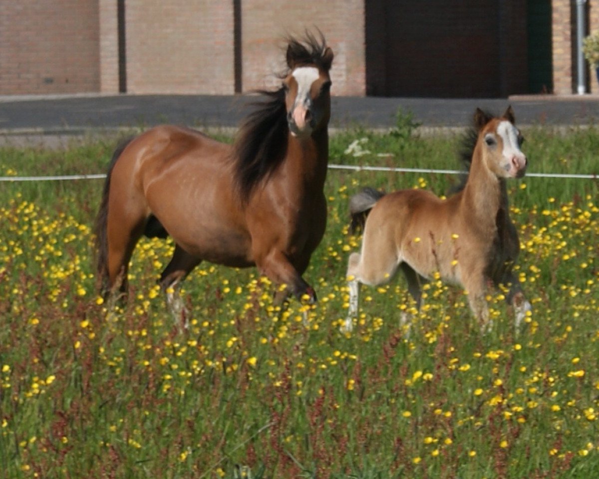 Zuchtstute Vicarien's Jerusha (Welsh Mountain Pony (Sek.A), 1997, von Vechtzicht's Cymro Bach)