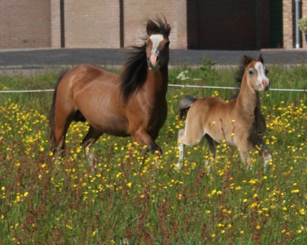Zuchtstute Vicarien's Jerusha (Welsh Mountain Pony (Sek.A), 1997, von Vechtzicht's Cymro Bach)