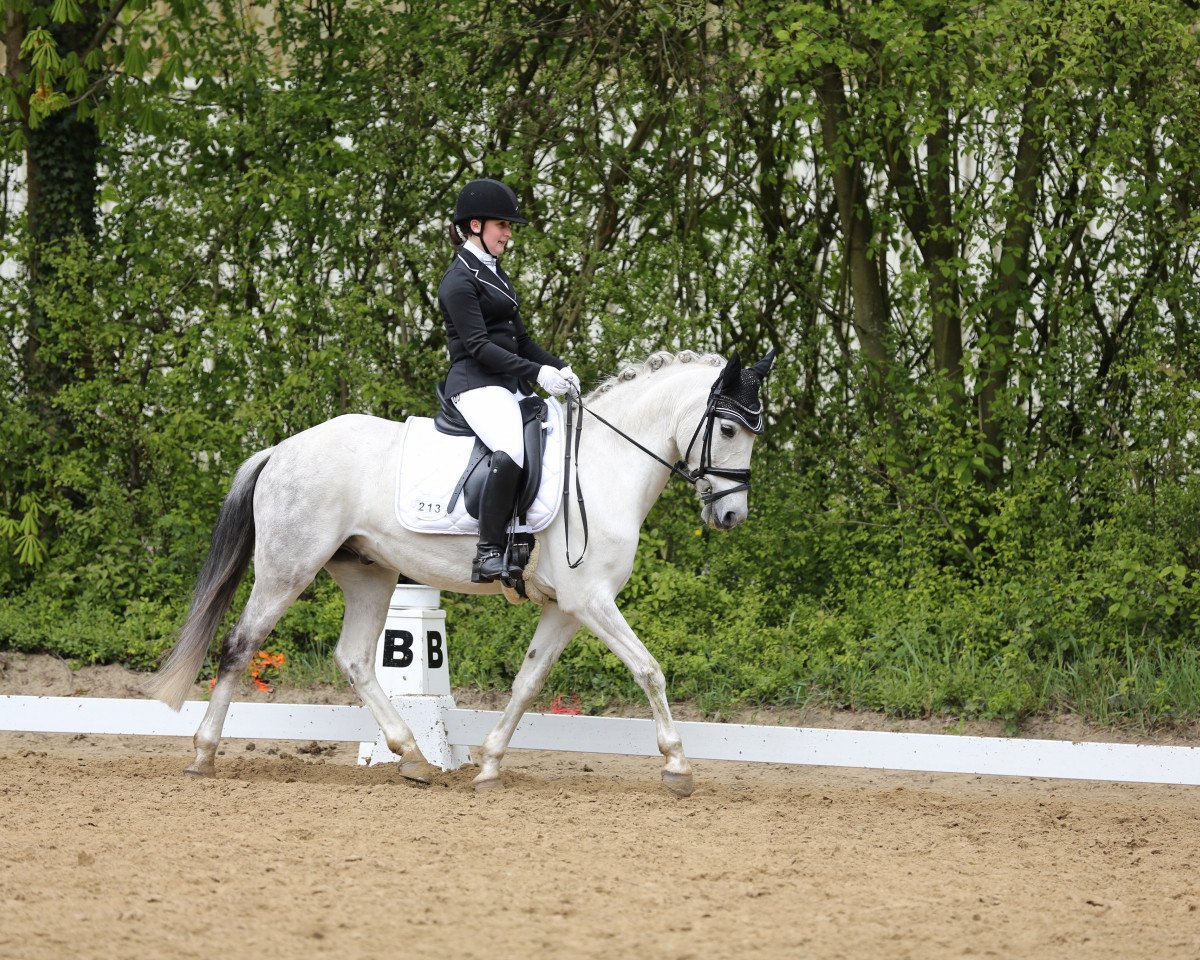 Dressurpferd White Dancer 4 (Rheinländer, 2007, von White Gold B)