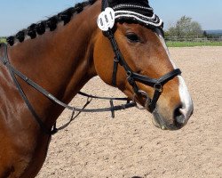 broodmare Chosen Cheyenne (Holsteiner, 2010, from Ciacomo)