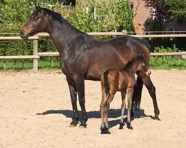 Zuchtstute Eugenie (KWPN (Niederländisches Warmblut), 2009, von Veron)