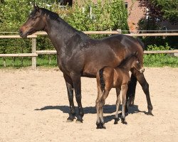 Zuchtstute Eugenie (KWPN (Niederländisches Warmblut), 2009, von Veron)