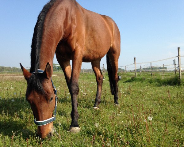 Pferd Tamino D (Hessisches Warmblut, 2004, von Tambour)