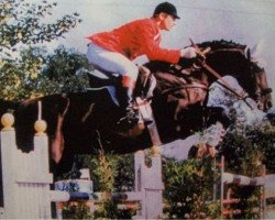 stallion Spontan (Hanoverian, 1982, from Salut)