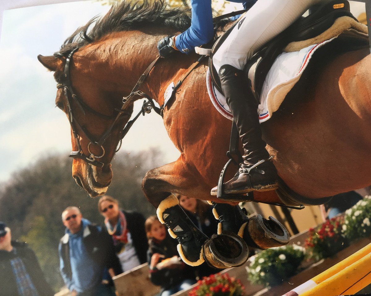 Springpferd Carlotta 132 (Westfale, 2005, von Carinjo)