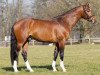 dressage horse Viva Vulkano (Hanoverian, 2010, from Vulkano FRH)