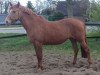 Zuchtstute Baccara (Deutsches Reitpony, 2004, von Aragon N)