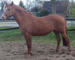 Pferd Baccara (Deutsches Reitpony, 2004, von Aragon N)