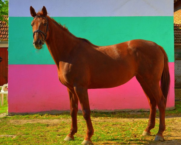 broodmare Nepala (German Sport Horse, 2008, from Nikidam du Chateau)