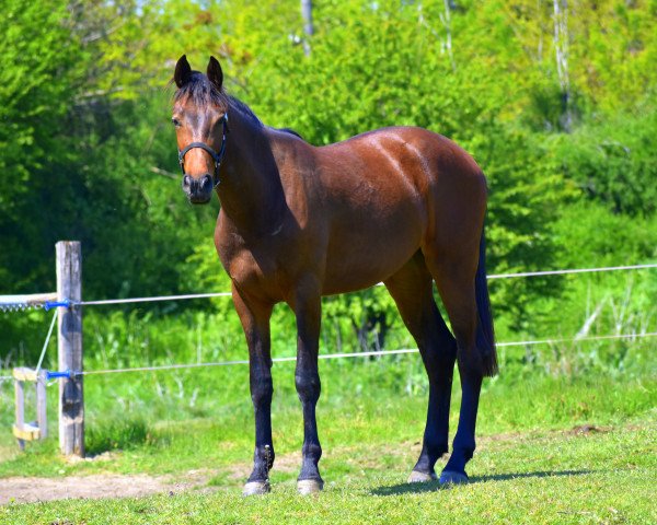 Springpferd Lag (Zangersheide Reitpferd,  , von Lord Argentinus)