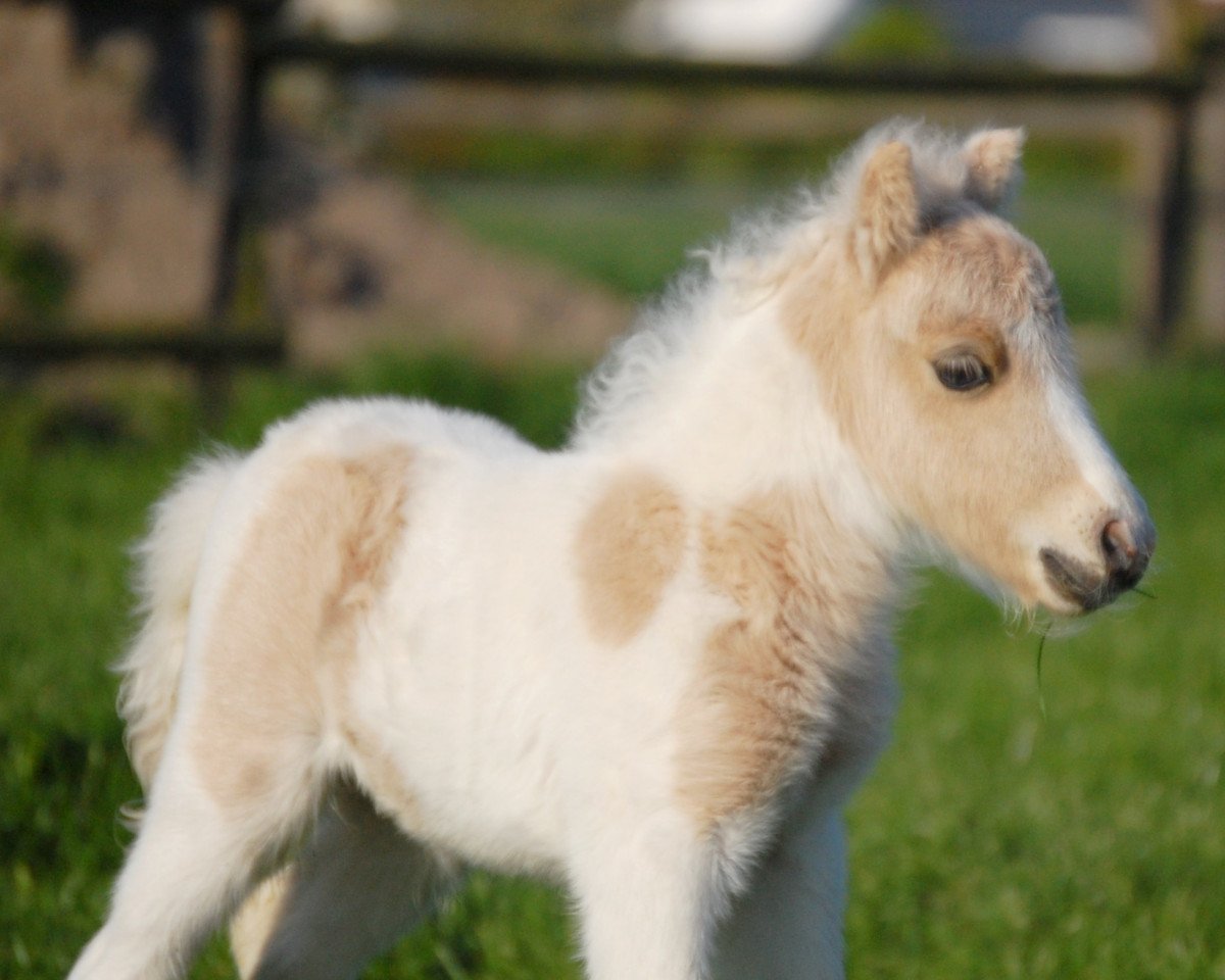 broodmare Tiponis Princess Carolin (Shetland pony (under 87 cm), 2017, from Polaris von Weyhe)
