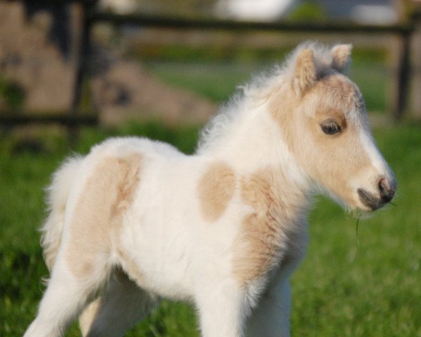 Zuchtstute Tiponis Princess Carolin (Shetland Pony (unter 87 cm), 2017, von Polaris von Weyhe)