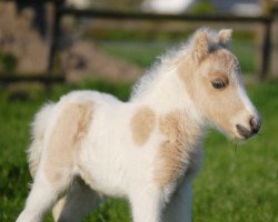 broodmare Tiponis Princess Carolin (Shetland pony (under 87 cm), 2017, from Polaris von Weyhe)