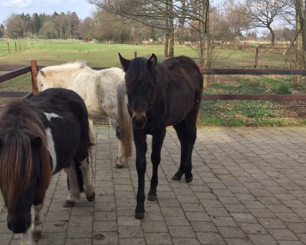 Dressurpferd Galina (Deutsches Reitpony, 2016, von Halifax)