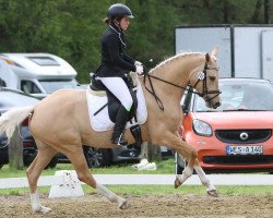 broodmare Das Frollein Dreizehn (German Riding Pony, 2012, from Dimension AT NRW)