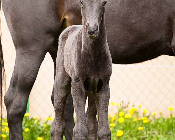 dressage horse Chanel Noir (German Sport Horse, 2017, from Cadeau Noir)