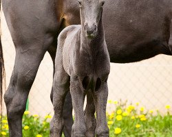 dressage horse Chanel Noir (German Sport Horse, 2017, from Cadeau Noir)