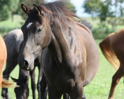 broodmare Cabaret (Holsteiner, 2014, from Casall)