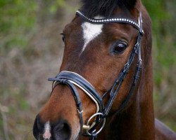 broodmare Platina II (Trakehner, 1998, from Manrico)