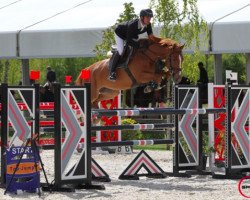 Springpferd Arcange de L'Arc (Selle Français, 2010, von Nabab de Revel)