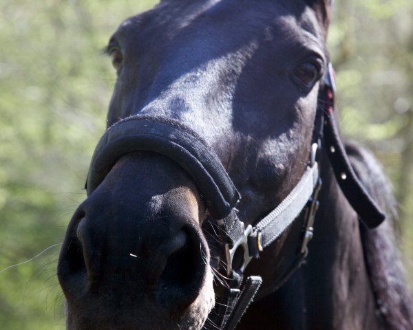 Pferd Storno del Terriccio (Italienisches Warmblut, 1992, von Vif Argent Normand)