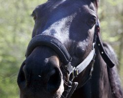 Pferd Storno del Terriccio (Italienisches Warmblut, 1992, von Vif Argent Normand)