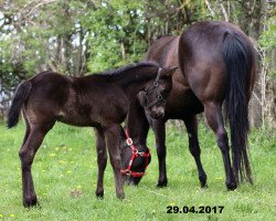 stallion King's Blue Gentleman (Quarter Horse, 2017, from MJM Salty's Blue Ezra)