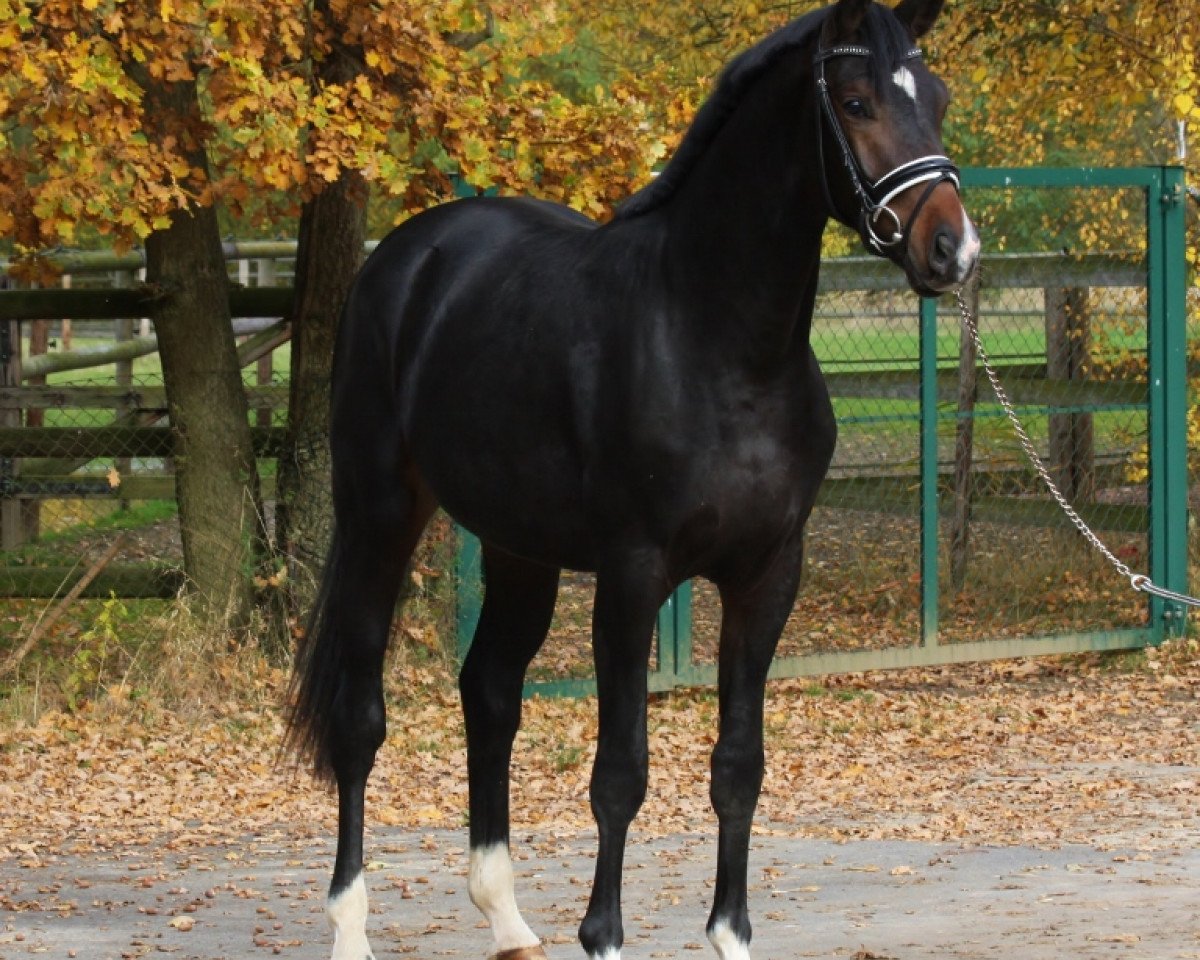 jumper Fürsten King (Oldenburg, 2014, from Fürstenball)