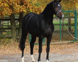 dressage horse Fürsten King (Oldenburger, 2014, from Fürstenball)