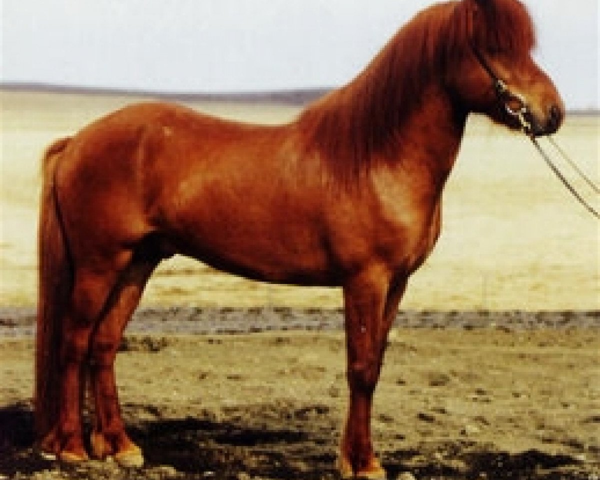 stallion Funi frá Stóra-Hofi (Iceland Horse, 1989, from Kjarval frá Sauðárkróki)