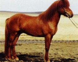 Deckhengst Funi frá Stóra-Hofi (Islandpferd, 1989, von Kjarval frá Sauðárkróki)