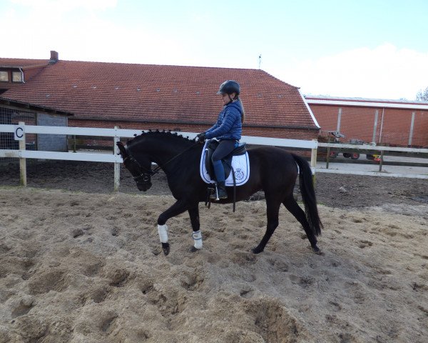 dressage horse Black Power (German Riding Pony,  , from Popcorn WE)