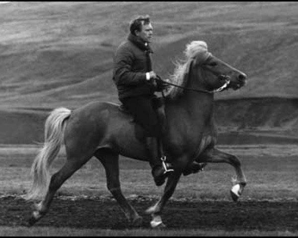 broodmare Kvika frá Rangá (Iceland Horse, 1974, from Dreyri frá Álfhólum)