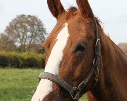 broodmare Latina (Hanoverian, 1997, from Longchamp)