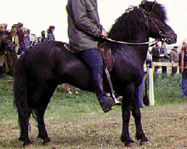 stallion Kolbakur frá Kolkuósi (Iceland Horse, 1968, from Stígandi frá Kolkuósi)