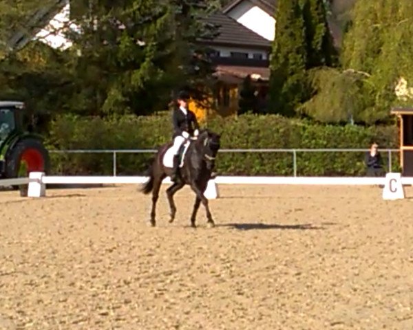 dressage horse Quin 17 (Württemberger, 2009, from Qualiano)