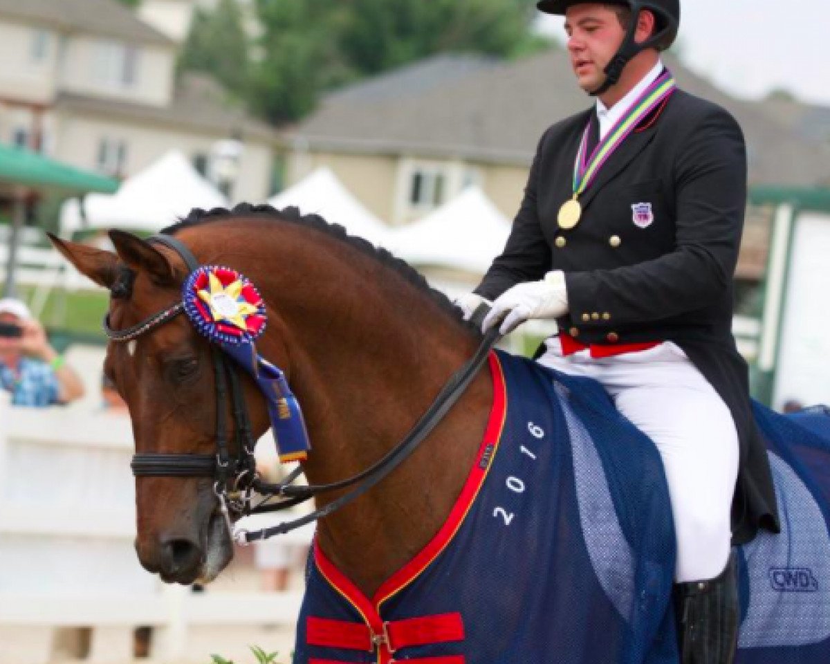 dressage horse Ritter Benno (Westphalian, 2001, from Rolls Royce)