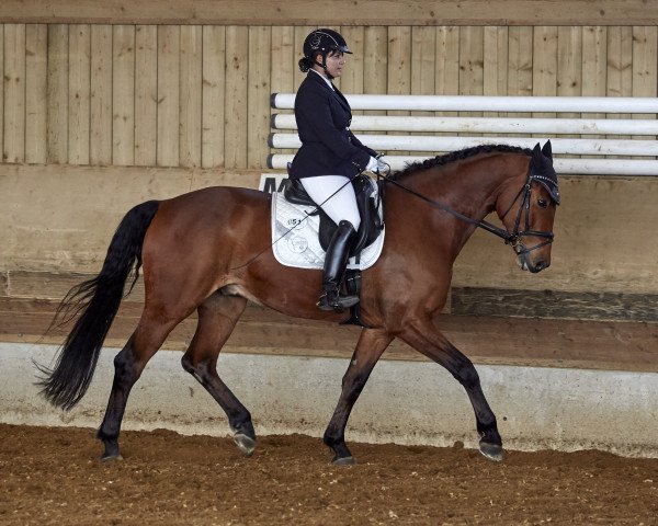 dressage horse Eragon 9 (Hanoverian, 2004, from Earl)