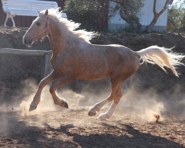 horse FANDANGERO (Lusitano, 2013)