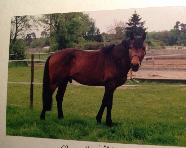 Pferd Larry 102 (Deutsches Reitpferd,  , von Lord de Luxe)