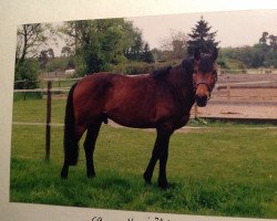 horse Larry 102 (German Warmblood,  , from Lord de Luxe)