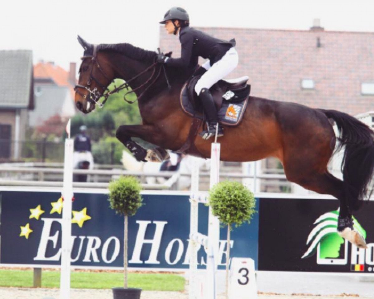 broodmare Risle des Grez (Selle Français, 2005, from Grenat de Grez)