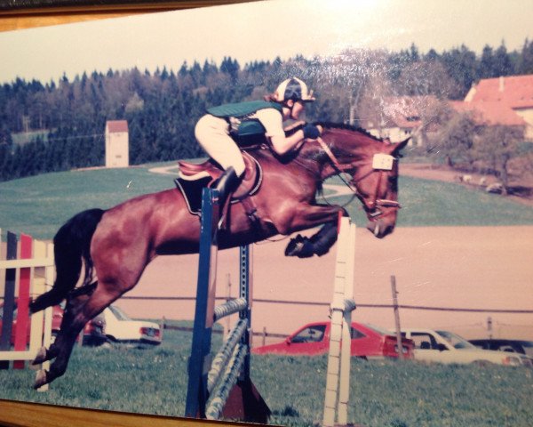 horse Teserossa (Holsteiner, 1992, from Tin Rocco)
