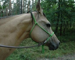 broodmare Miss Jamie Sue (Quarter Horse, 2002, from Glory Dun It)